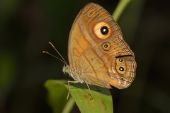Mycalesis patnia