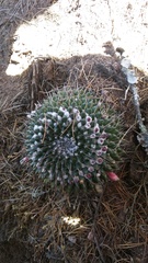Mammillaria orcuttii