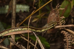 Dendrelaphis schokari