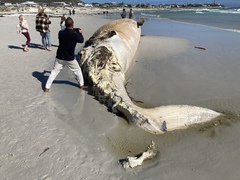 Balaenoptera edeni brydei