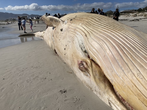 Bryde's Whale