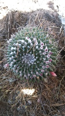 Mammillaria orcuttii