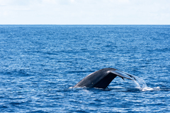 Balaenoptera musculus