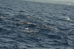 Stenella longirostris