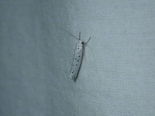Spindle Ermine Moth photo 5