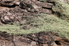Usnea trichodea