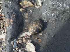 Muricoidea