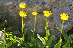 Doronicum clusii