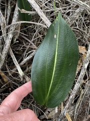 Cryptostylis ovata