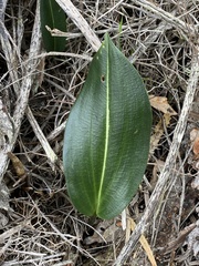 Cryptostylis ovata