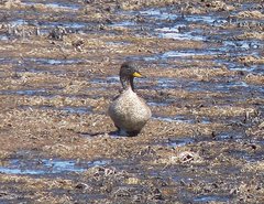 Anas flavirostris oxyptera