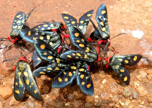 Goldspot Burnet