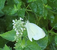 Pieris rapae