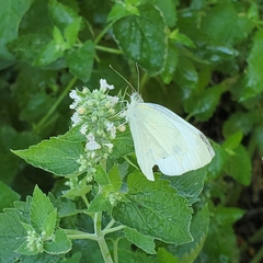 Pieris rapae