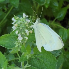 Pieris rapae
