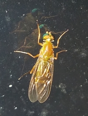 Ptecticus trivittatus