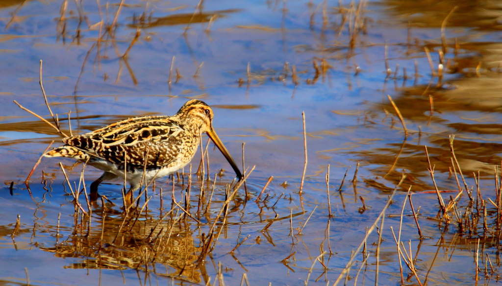 African Snipe (Erica) · iNaturalist