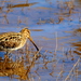 African Snipe - Photo (c) tjeerd, some rights reserved (CC BY-NC)