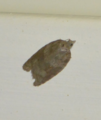 Acleris sparsana