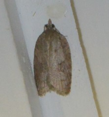 Acleris sparsana