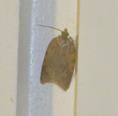 Acleris sparsana