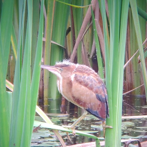 Least Bittern photographed in New Hampshire
