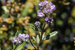 Eriodictyon trichocalyx lanatum