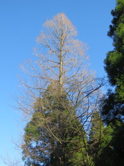 Metasequoia glyptostroboides