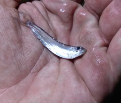 Clupeonella cultriventris