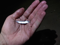 Clupeonella cultriventris