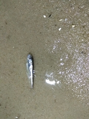 Clupeonella cultriventris