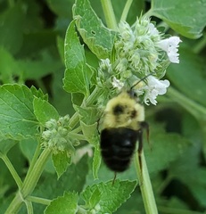 Bombus bimaculatus