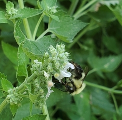 Bombus bimaculatus