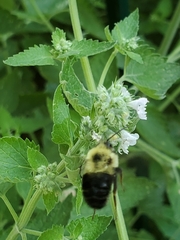 Bombus bimaculatus