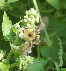 Bombus bimaculatus