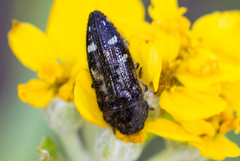 Acmaeodera connexa