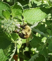 Bombus bimaculatus