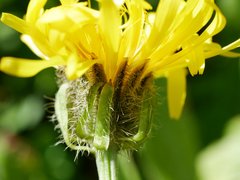 Crepis pyrenaica