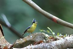 Machlolophus holsti