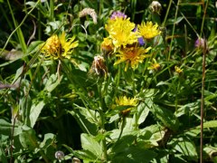 Crepis pyrenaica