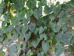 Ipomoea alba