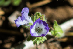 Phacelia curvipes