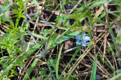 Phacelia curvipes