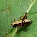 Dark Bush-Cricket - Photo (c) Walwyn, some rights reserved (CC BY-NC-SA)