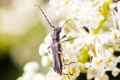 Callimoxys fuscipennis