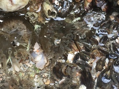 Bunodosoma cavernatum