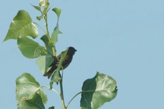 Carpodacus erythrinus