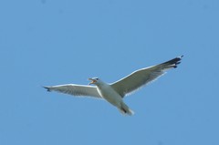 Larus fuscus barabensis