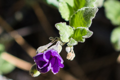 Solanum umbelliferum