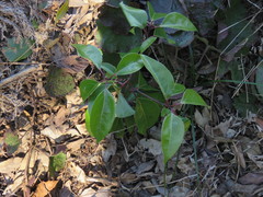 Cinnamomum camphora
